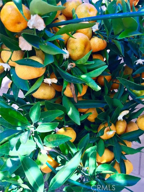 MLS #SB25252025 image #9