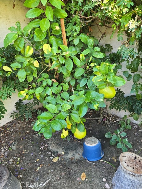 MLS #SB25263150 image #31