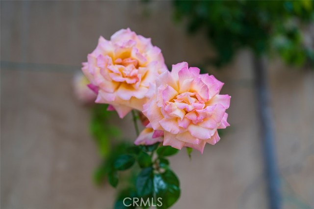 MLS #SB25263974 image #8