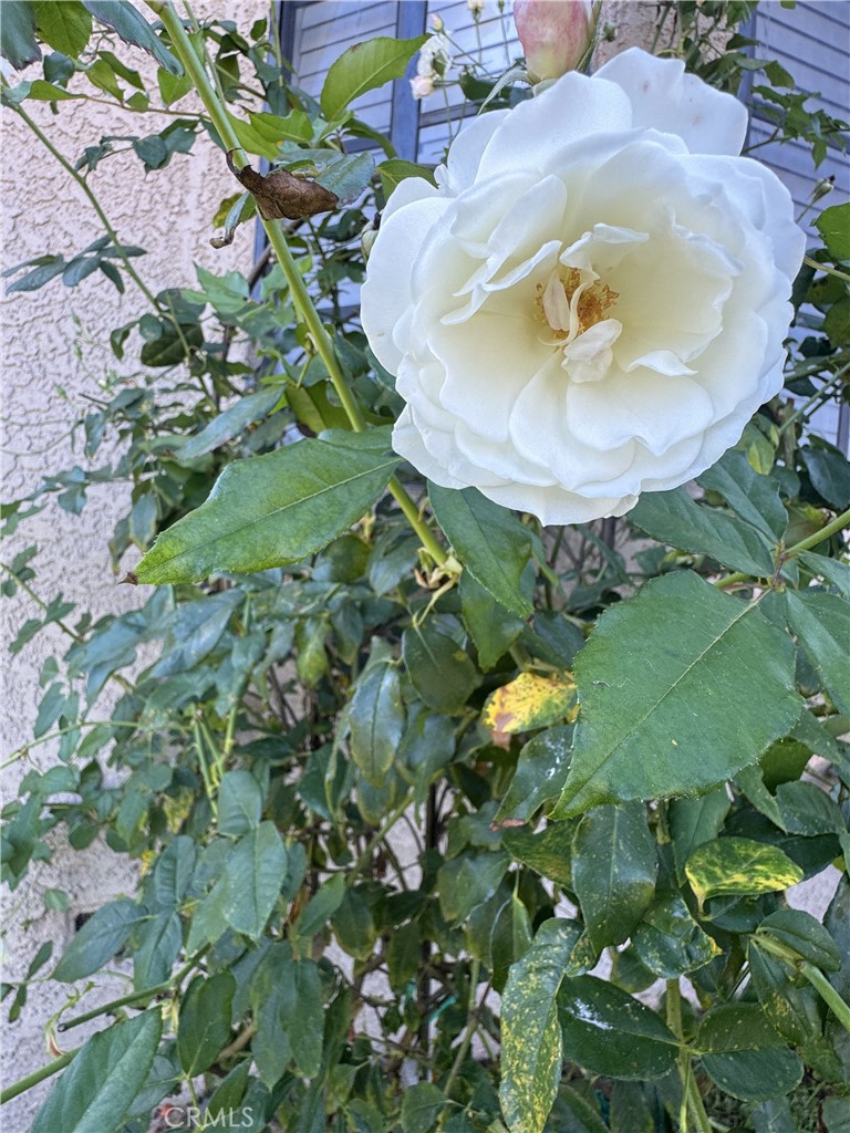 MLS #SB25269991 image #10