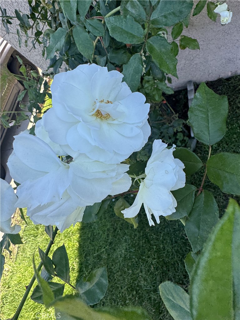 MLS #SB25269991 image #11