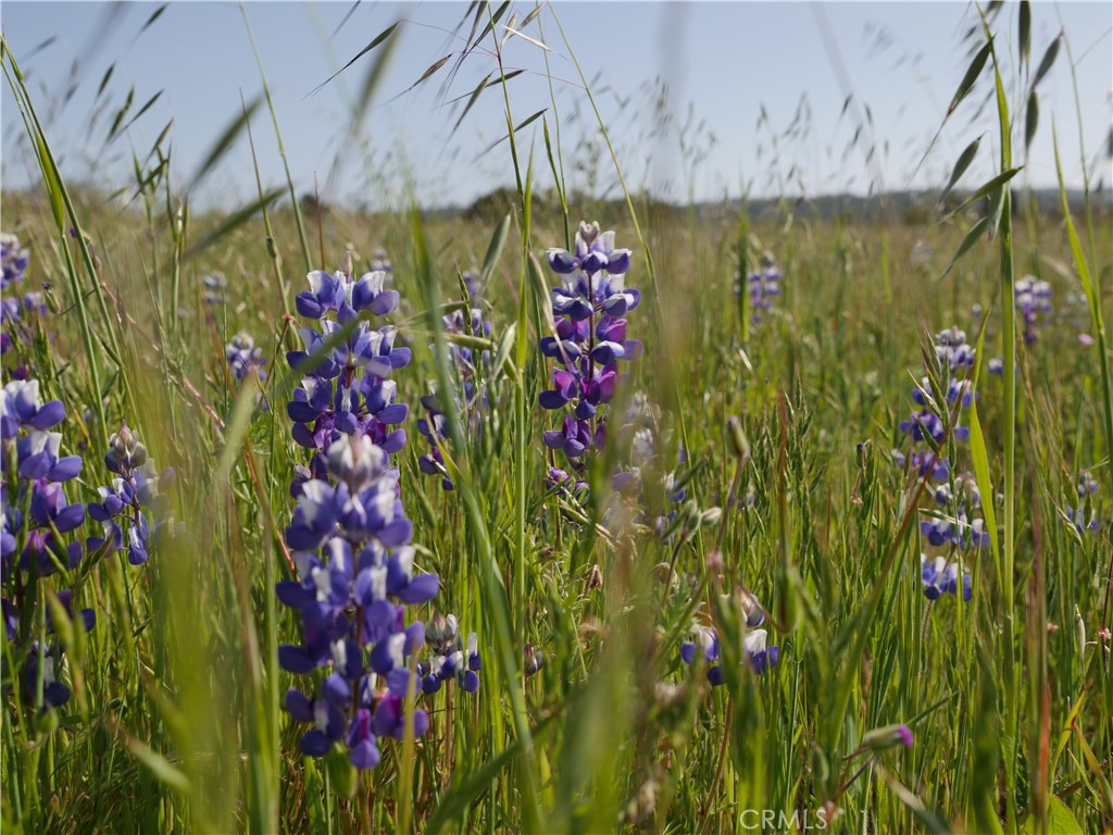 MLS #SC23116623 image #5