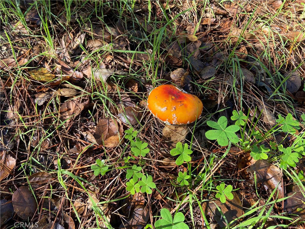 MLS #SC24012358 image #19