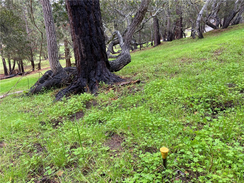 MLS #SC24012358 image #5