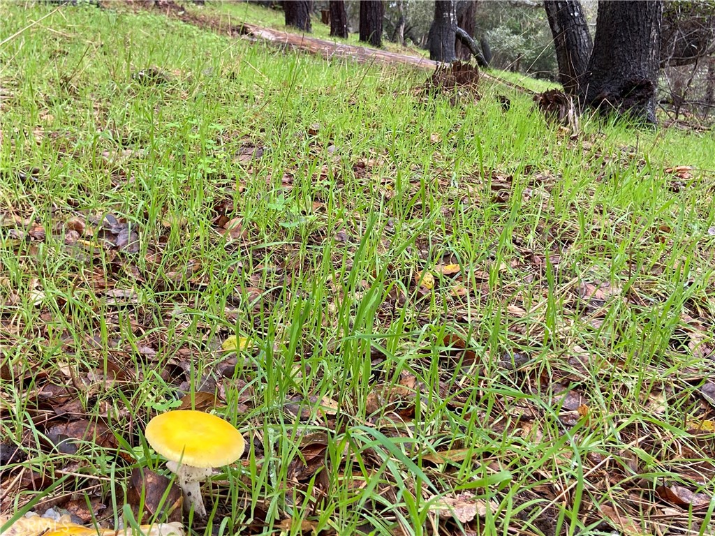 MLS #SC24012358 image #9