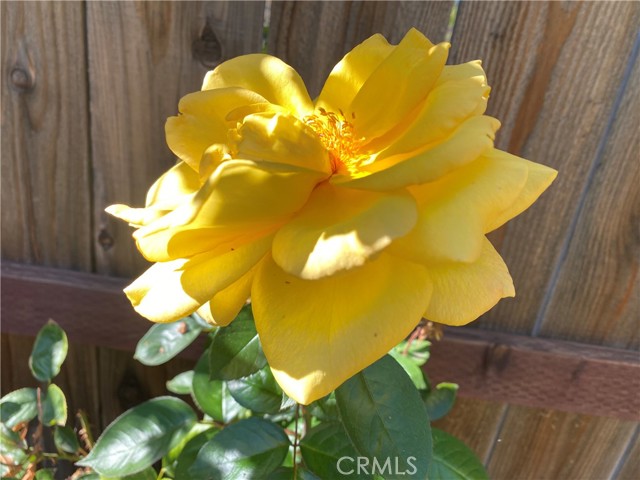 MLS #SC25185703 image #25