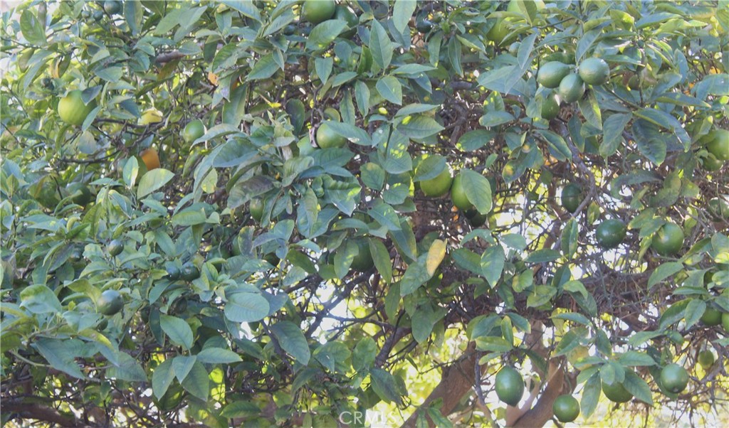 MLS #SC25273154 image #30