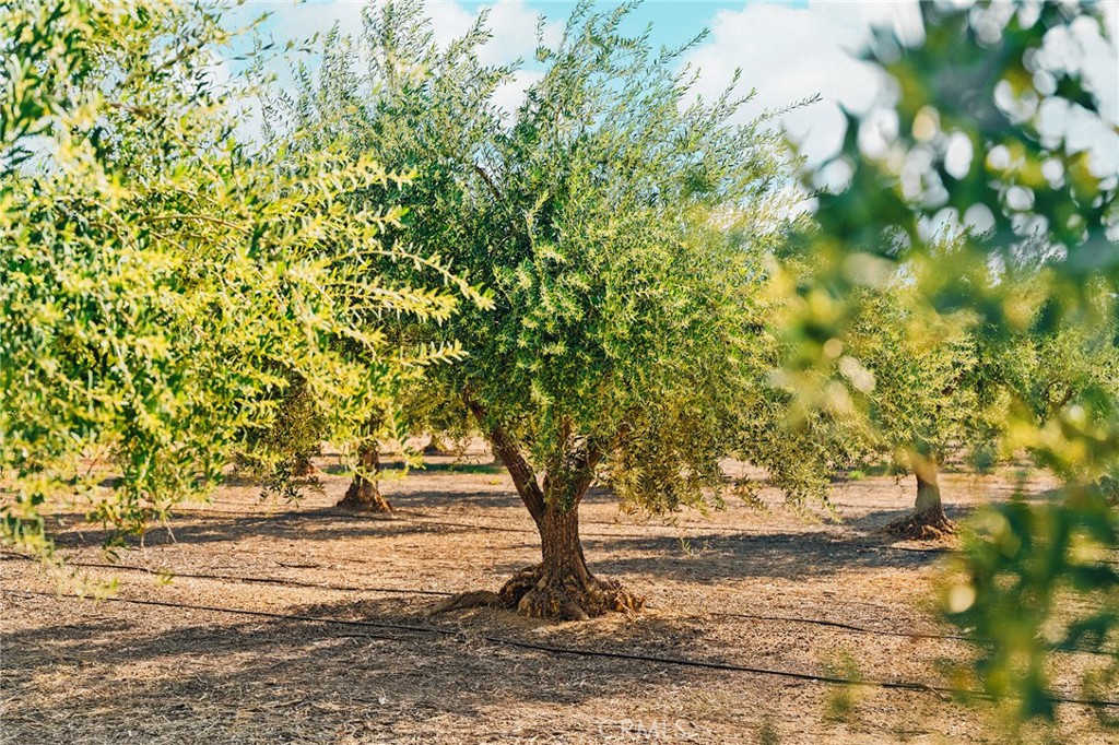 MLS #SN25083844 image #54