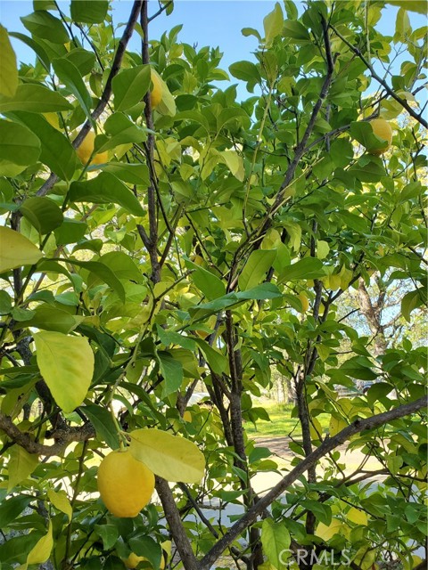 MLS #SN25116196 image #44