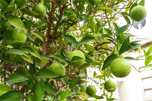 MLS #SN25224265 image #44