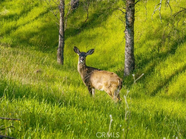 MLS #SN25229094 image #64