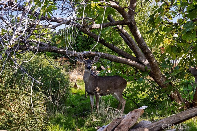 MLS #SN25254219 image #10