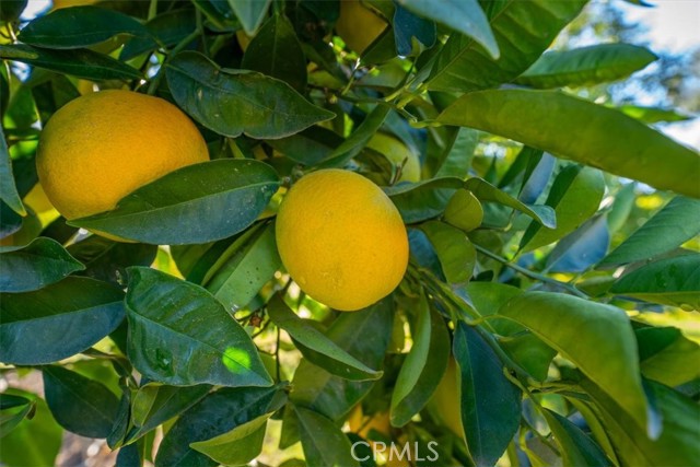 MLS #SN25263272 image #37