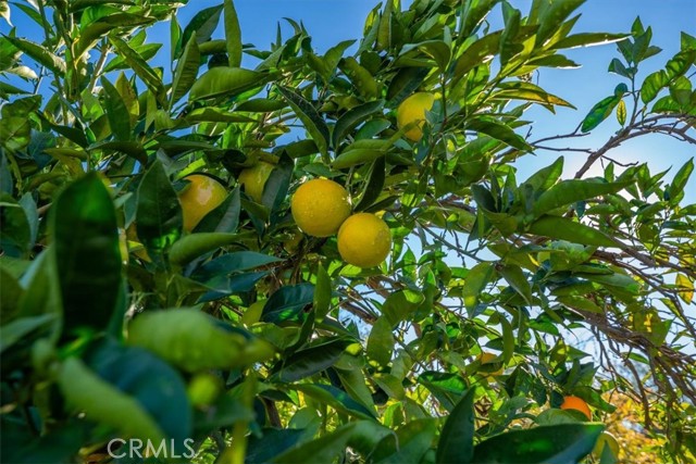 MLS #SN25263272 image #38