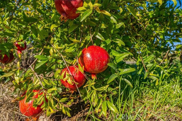 MLS #SN25263272 image #66