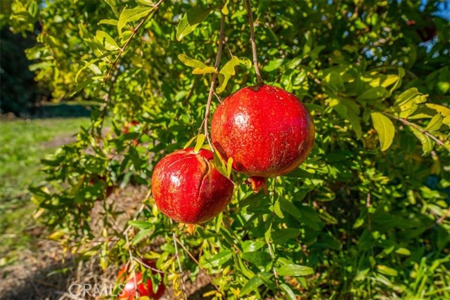 MLS #SN25263272 image #67