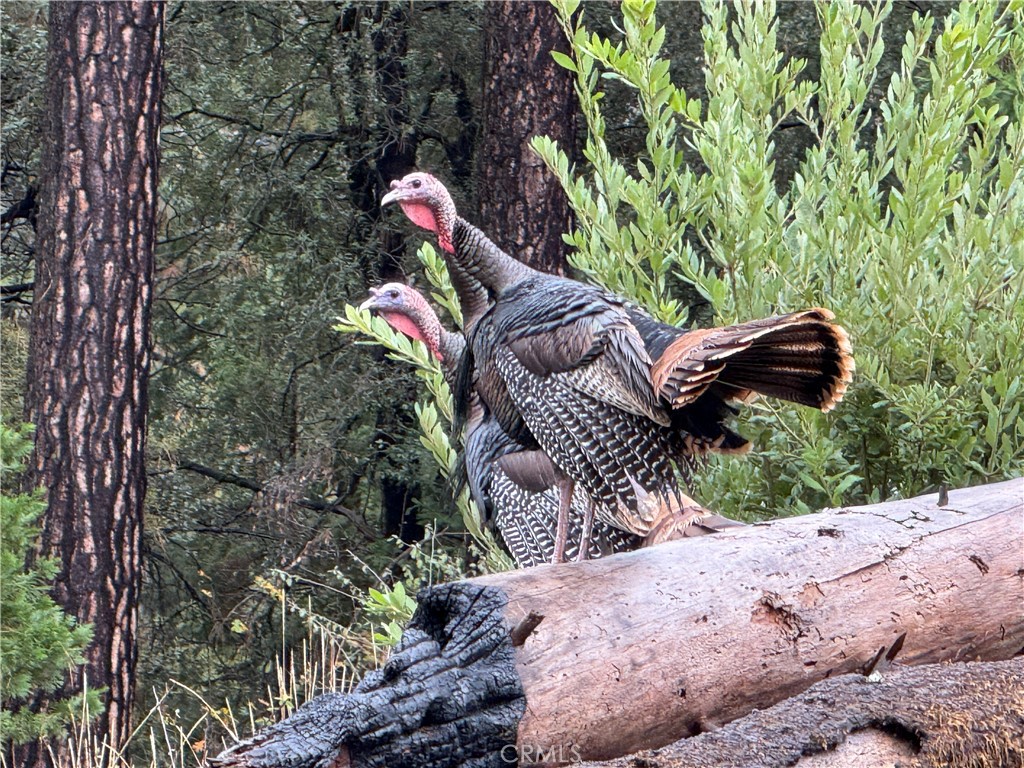 MLS #SN25263969 image #20