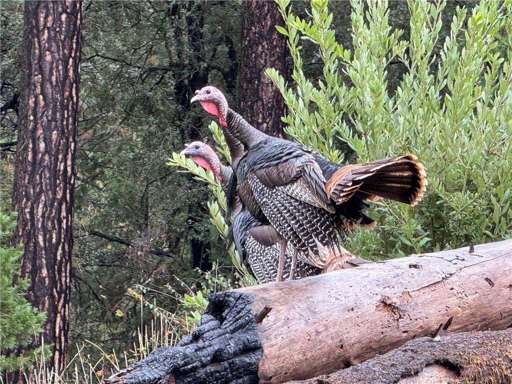 MLS #SN25264107 image #30