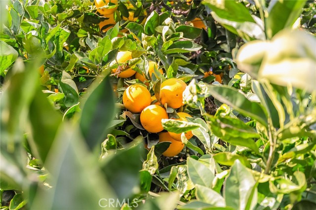 MLS #SN25265874 image #31