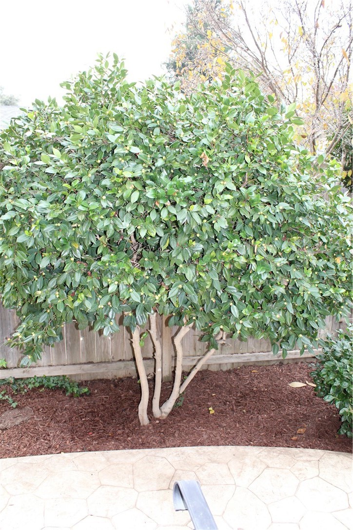 MLS #SN25272169 image #60