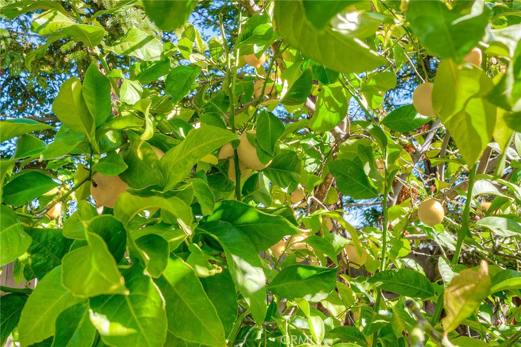 MLS #SN25275019 image #54