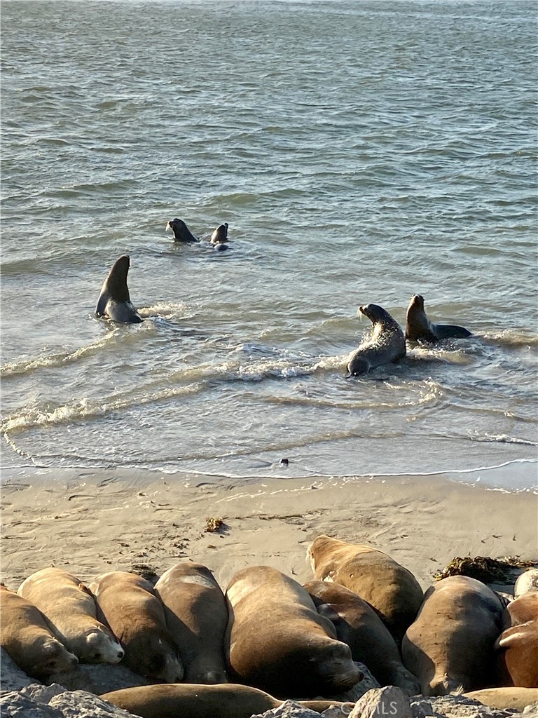 MLS #SR24215296 image #53