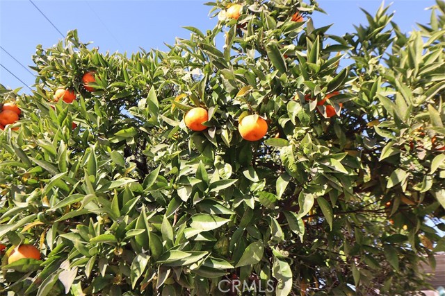 MLS #SR25008198 image #19