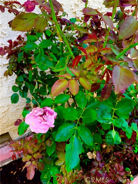 MLS #SR25115101 image #23