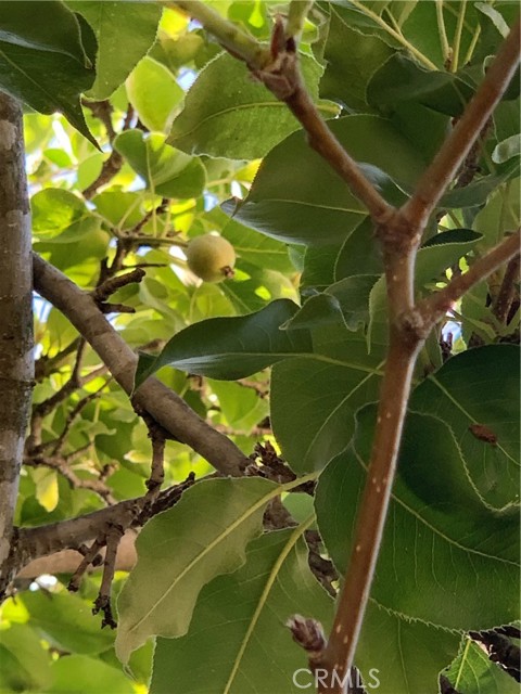 MLS #SR25115101 image #46