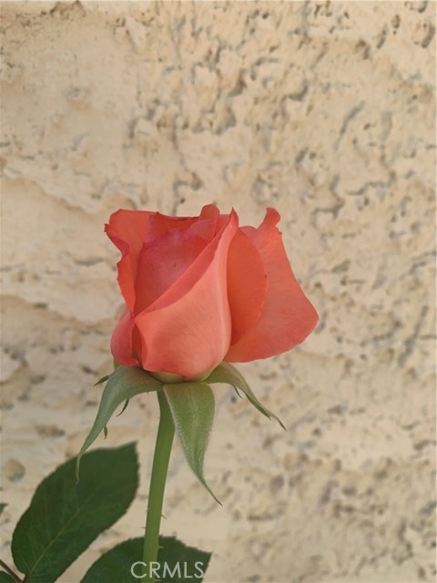 MLS #SR25115101 image #47