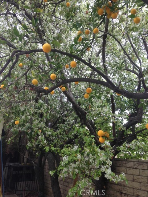 MLS #SR25135405 image #58