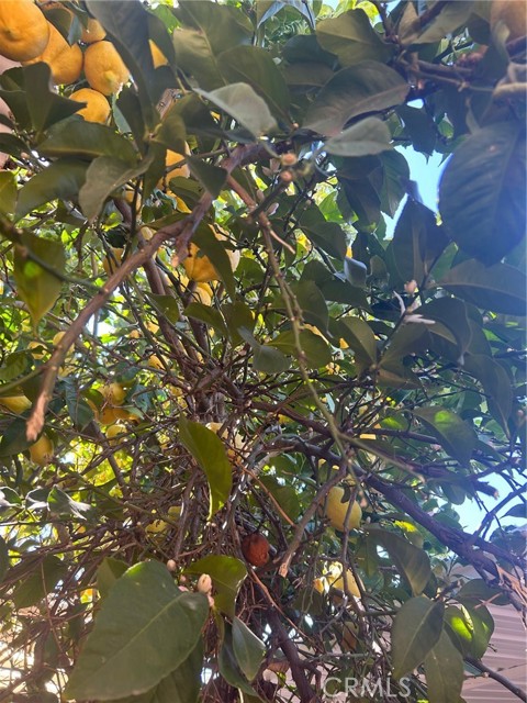 MLS #SR25163455 image #33