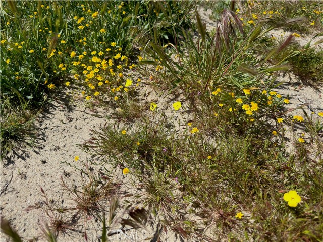 MLS #SR25172175 image #4