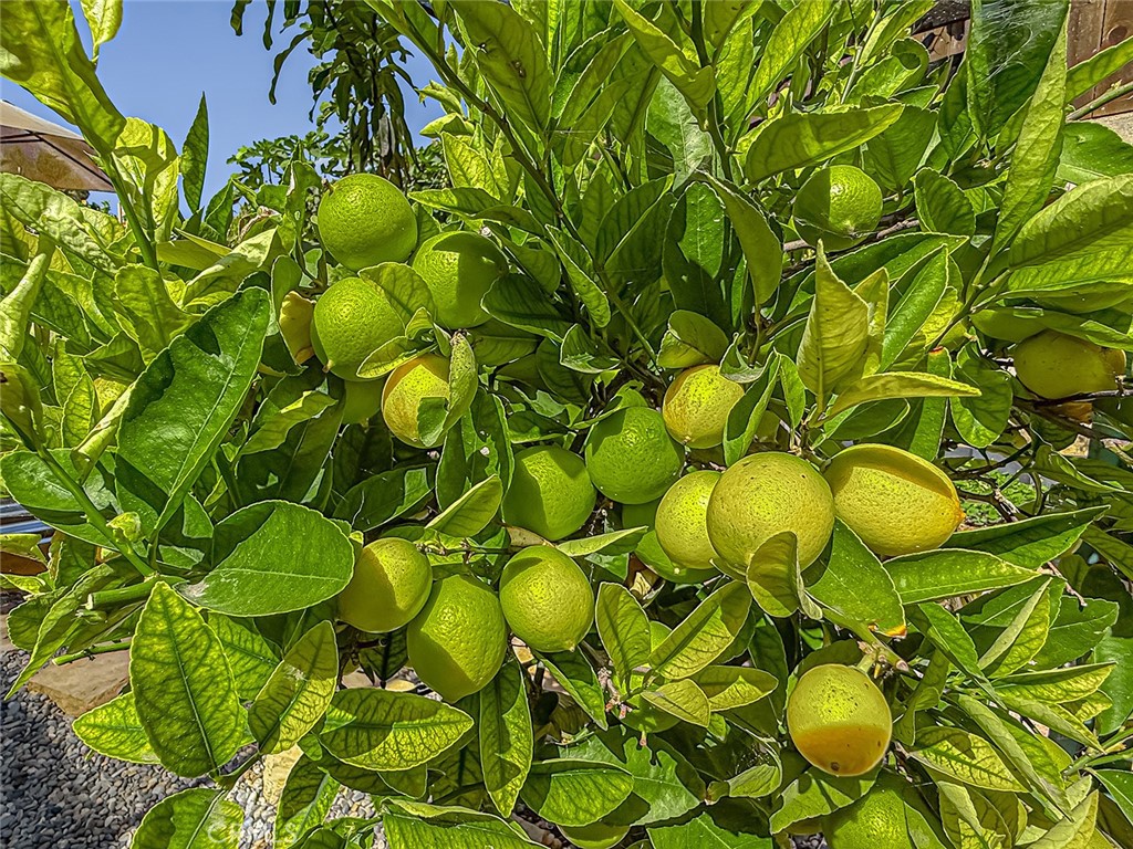 MLS #SR25175323 image #45