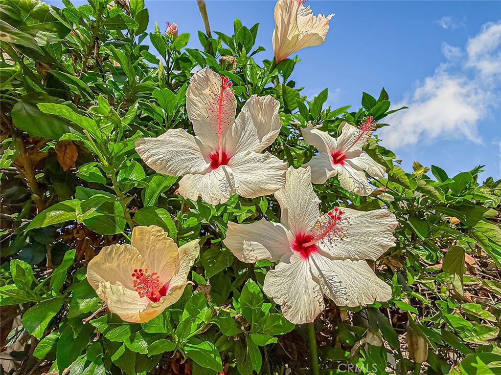 MLS #SR25175323 image #49