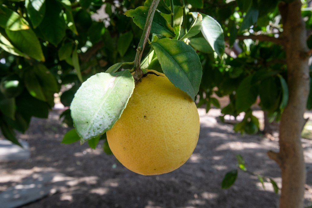 MLS #SR25178563 image #12