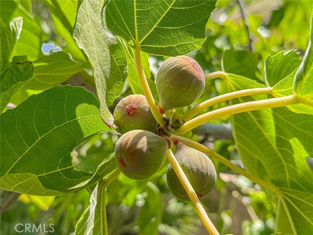 MLS #SR25188786 image #42