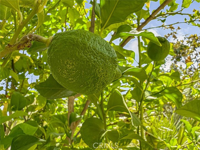 MLS #SR25188786 image #43