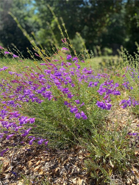 MLS #SR25216691 image #29