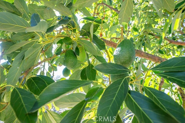 MLS #SR25242955 image #36