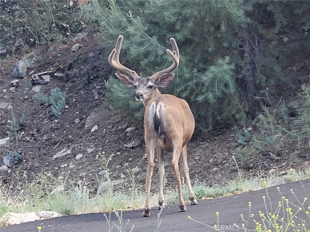 MLS #SR25258904 image #17