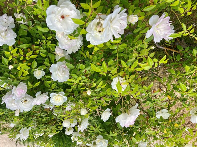 MLS #SR25264140 image #7