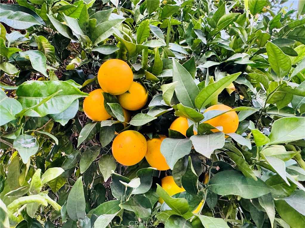 MLS #SR25264721 image #30