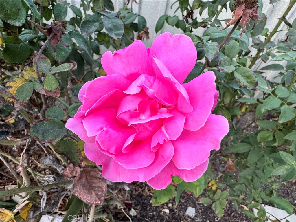 MLS #SR25264721 image #35