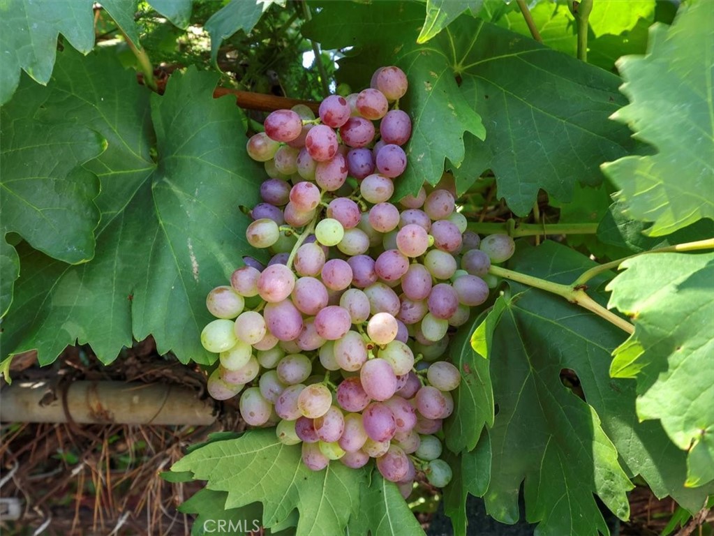 MLS #SR25270619 image #43