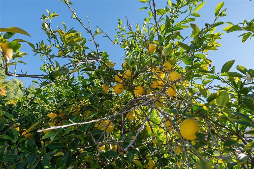 MLS #SR25270907 image #30