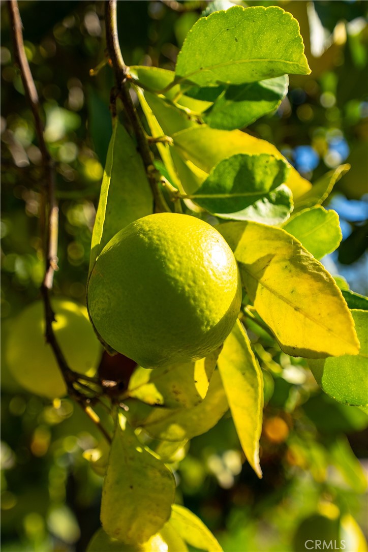 MLS #SR25271532 image #29