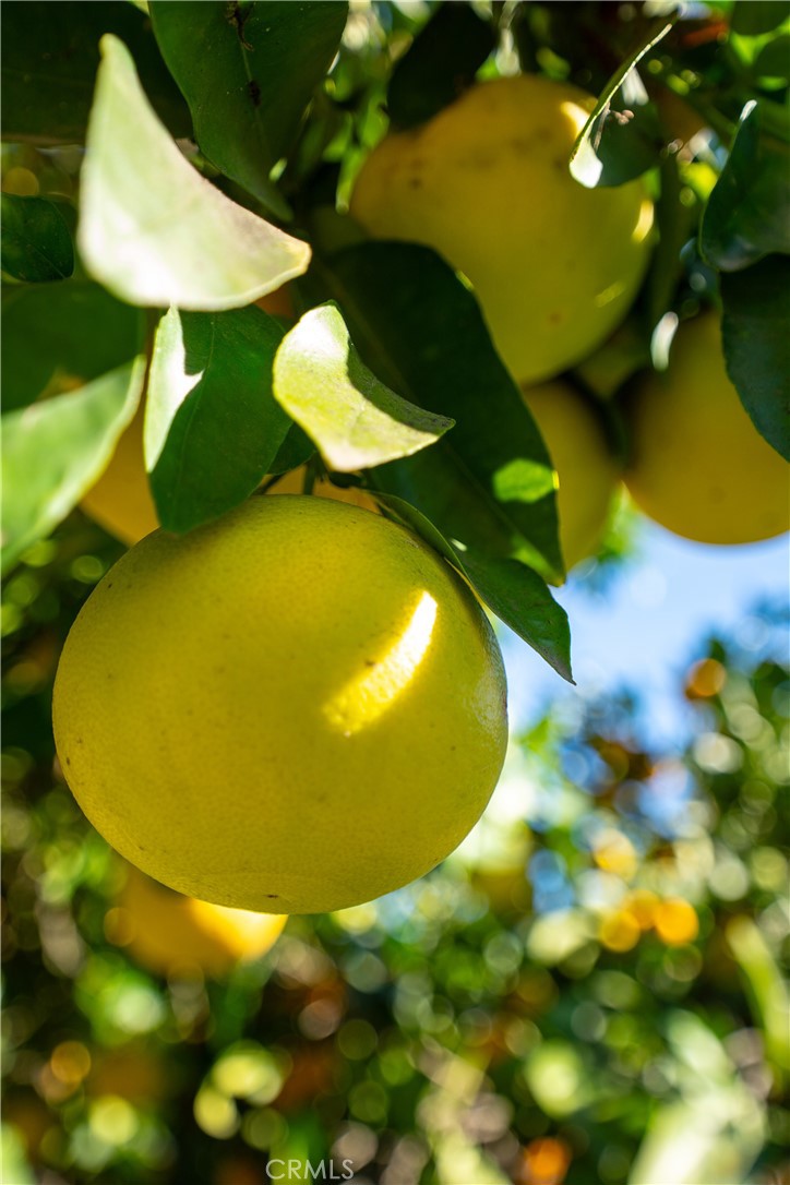 MLS #SR25271532 image #53