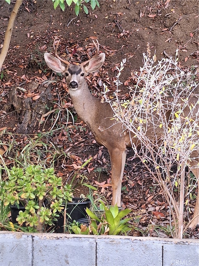 MLS #SR25272721 image #39