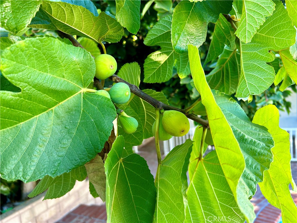 MLS #SR25274269 image #25